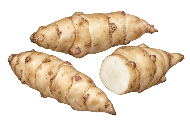 Illustration de topinambours allongés en fuseau à peau beige, dont un coupé montrant une chair blanche ; représentation de la forme, cultivar non certifié