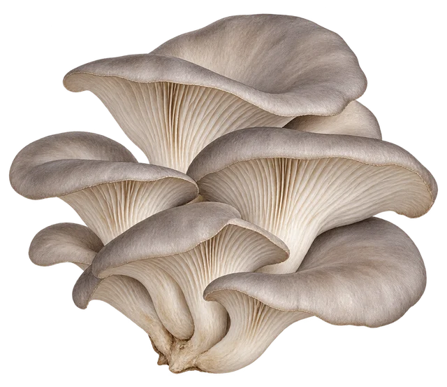 Illustration d'une grappe de pleurotes gris-beige en éventail, lamelles claires visibles