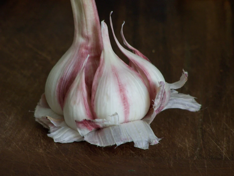 Ail rose de Lautrec frais, désignation explicite du photographe ; pas une certification du produit vendu sur un autre étal.