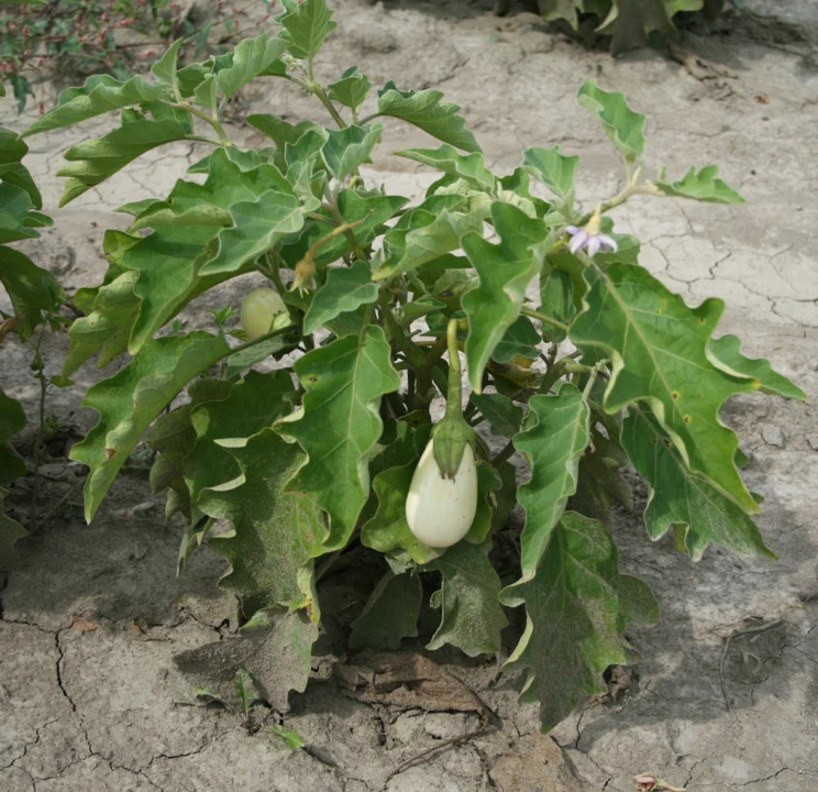 Aubergine blanche, Solanum melongena, selon le fichier et son classement ; cultivar non précisé.