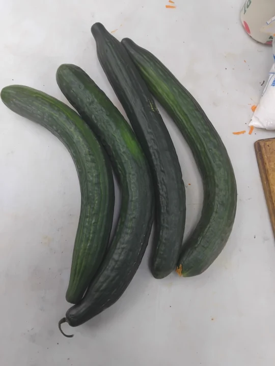 Concombre de type anglais selon le titre du photographe ; cultivar non précisé, récolté au Zimbabwe.