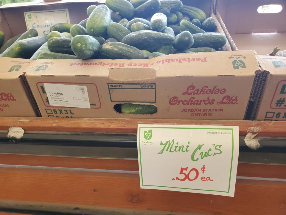 Mini-concombres vendus sous l’étiquette mini cucs, selon la description et la photo de marché ; cultivar non précisé.