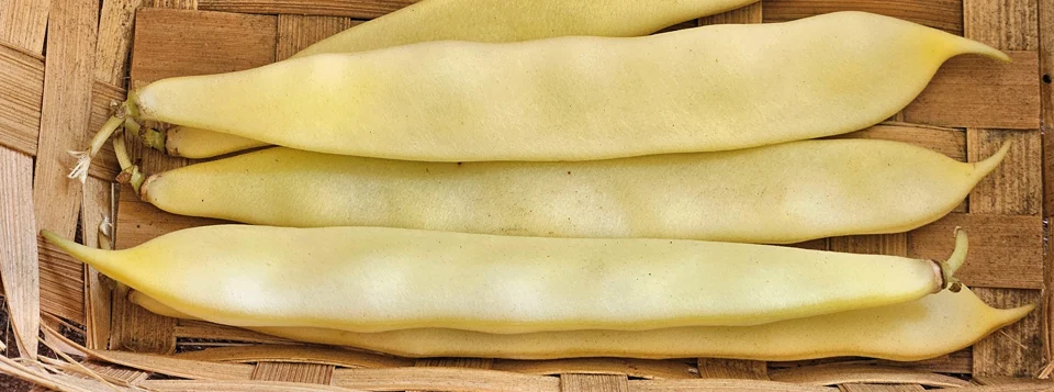Haricots jaunes Capitano explicitement identifiés par le photographe ; classement beurre plat confirmé par le semencier.