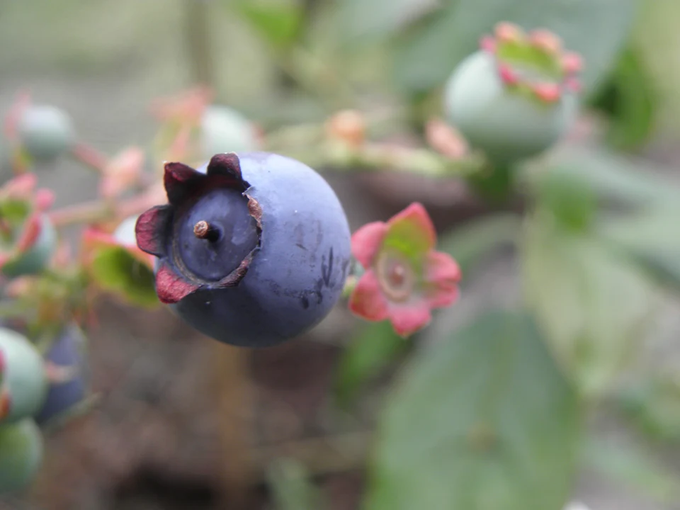 Vaccinium corymbosum selon le titre et le classement du fichier ; cultivar non précisé.
