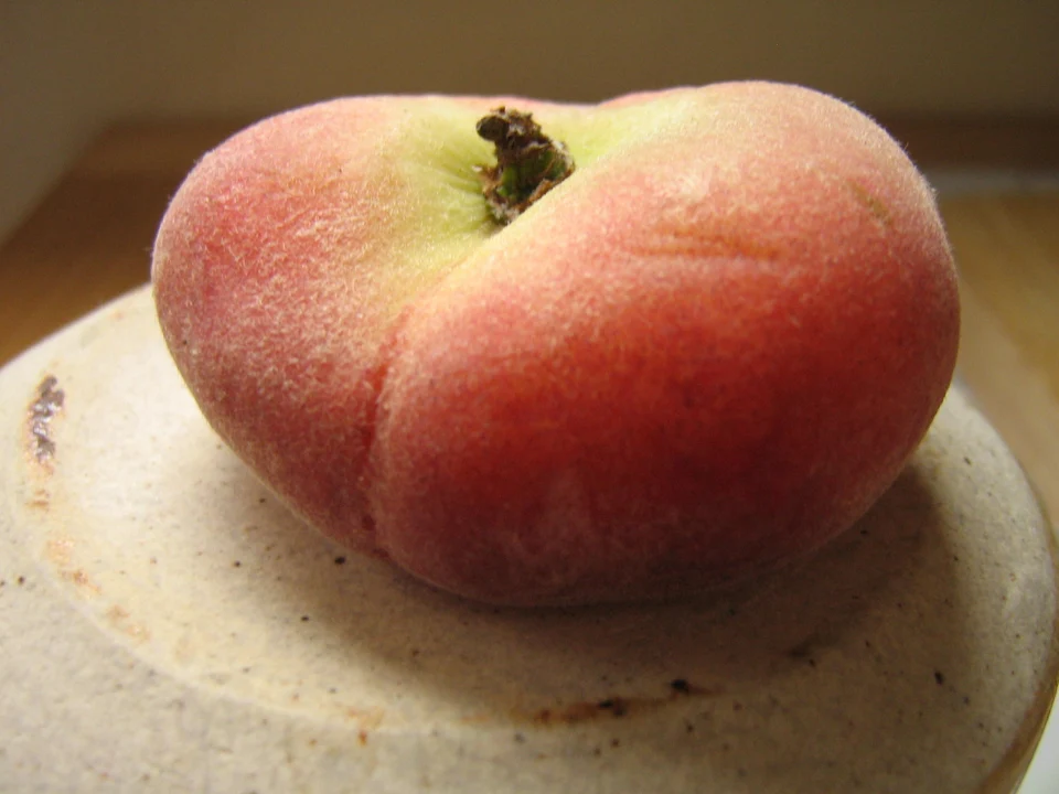 Pêche plate ou Pan Tao selon l’auteur, Prunus persica var. platycarpa ; cultivar non précisé.