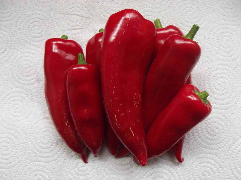 Poivrons rouges pointus mûrs, identification explicite de l’auteur ; aucun cultivar supposé.